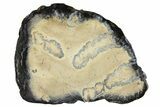 Mammoth Molar Slice with Case - South Carolina #165131-1